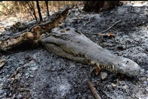 CocodriloCalcinado